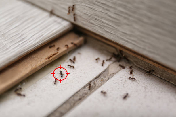 Best Wasp Removal Services  in Chilton, WI