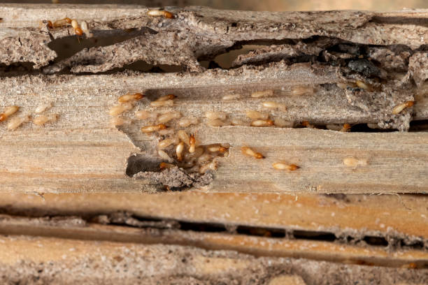 Wasp Removal Services in Chilton, WI