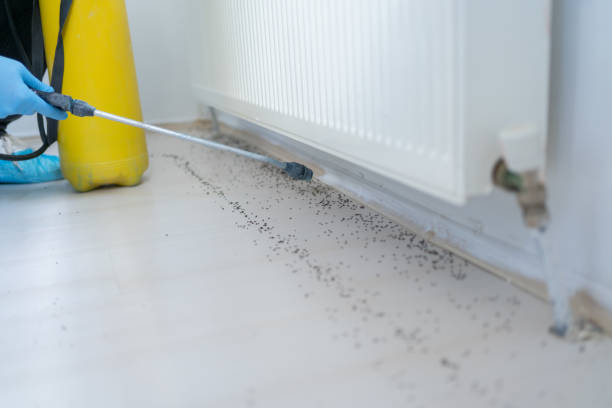 Best Affordable Pest Control Services  in Chilton, WI