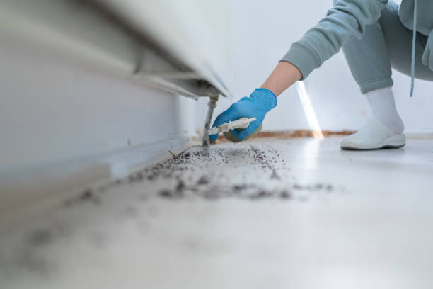 Best Cockroach Control Services  in Chilton, WI